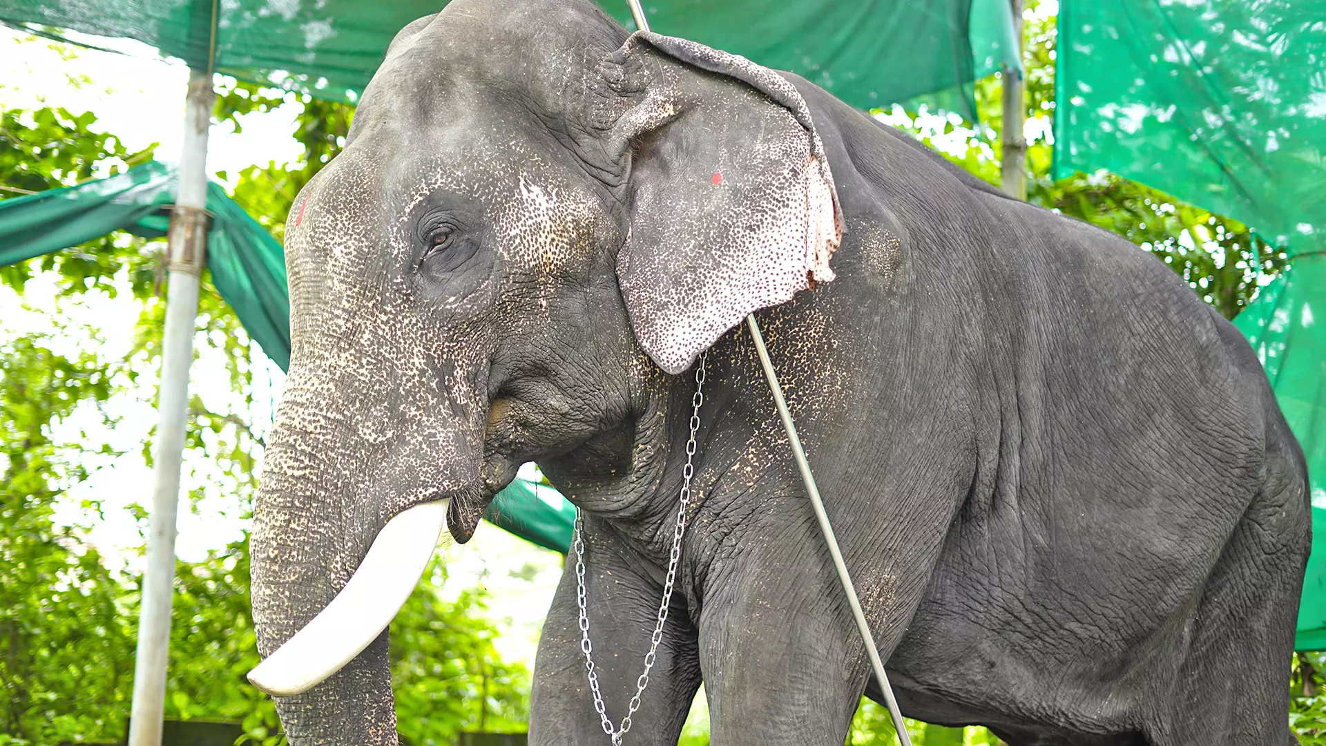 Udayan is one of the very few temple elephants in Kerala who receive fair treatment. 