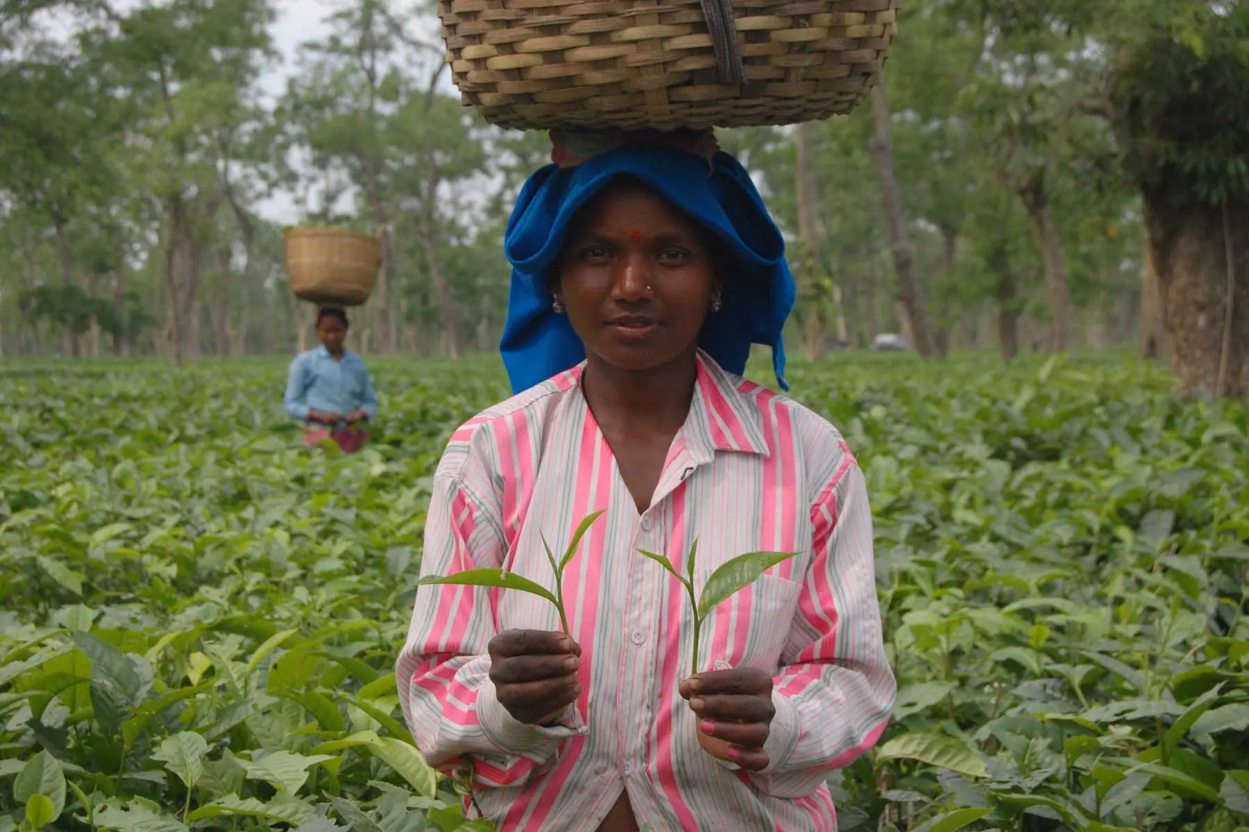 Many tea garden workers fainted this year due to the intense heat. Photo for representation