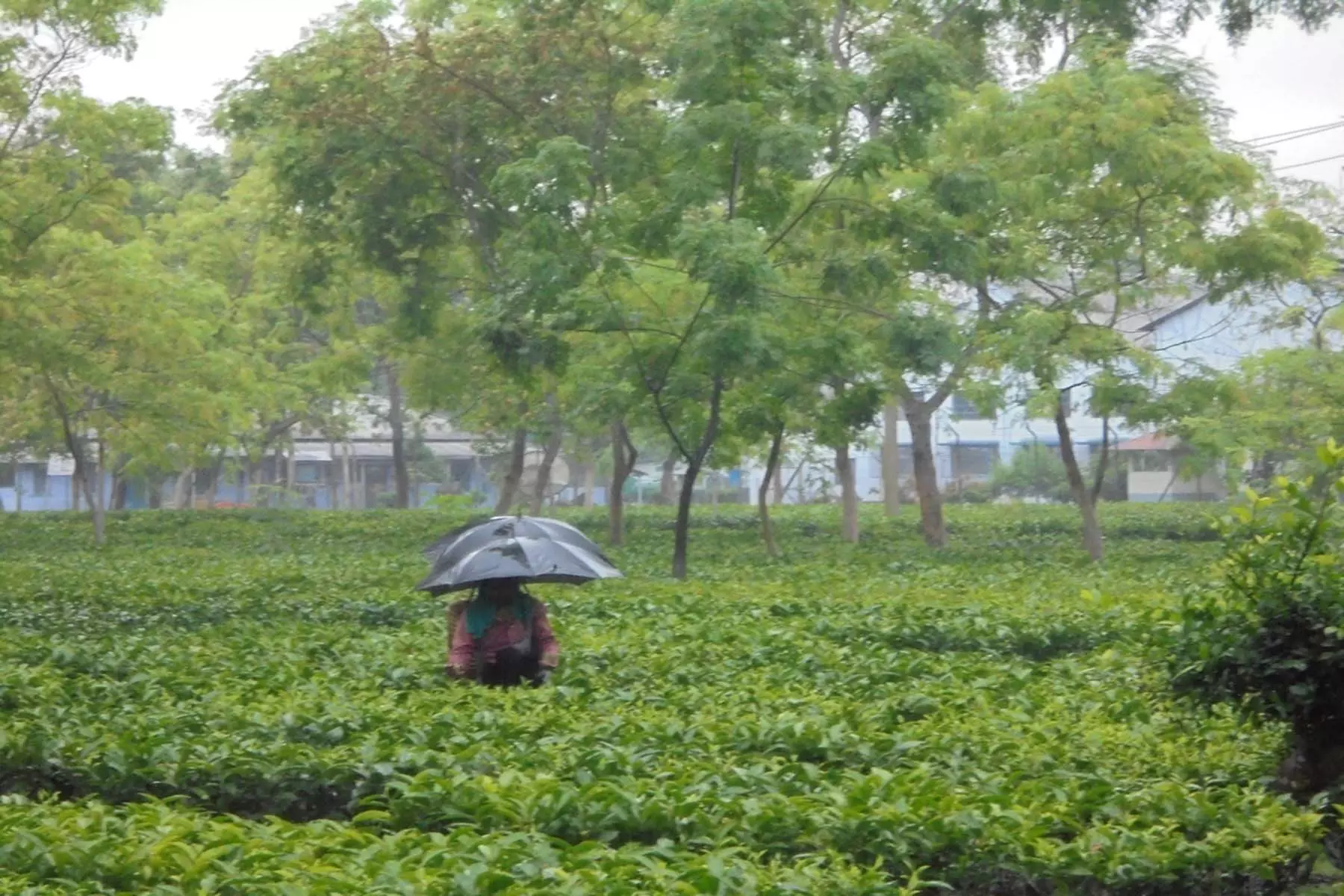 The tea plantation workers earn a daily wage of only Rs 250 per day, and get access to ration and health care, however, casual workers are denied the same.