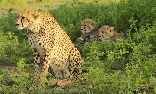 Cheetahs Agni, Vayu to be released in the wild tomorrow; first pair on prowl in 72 years