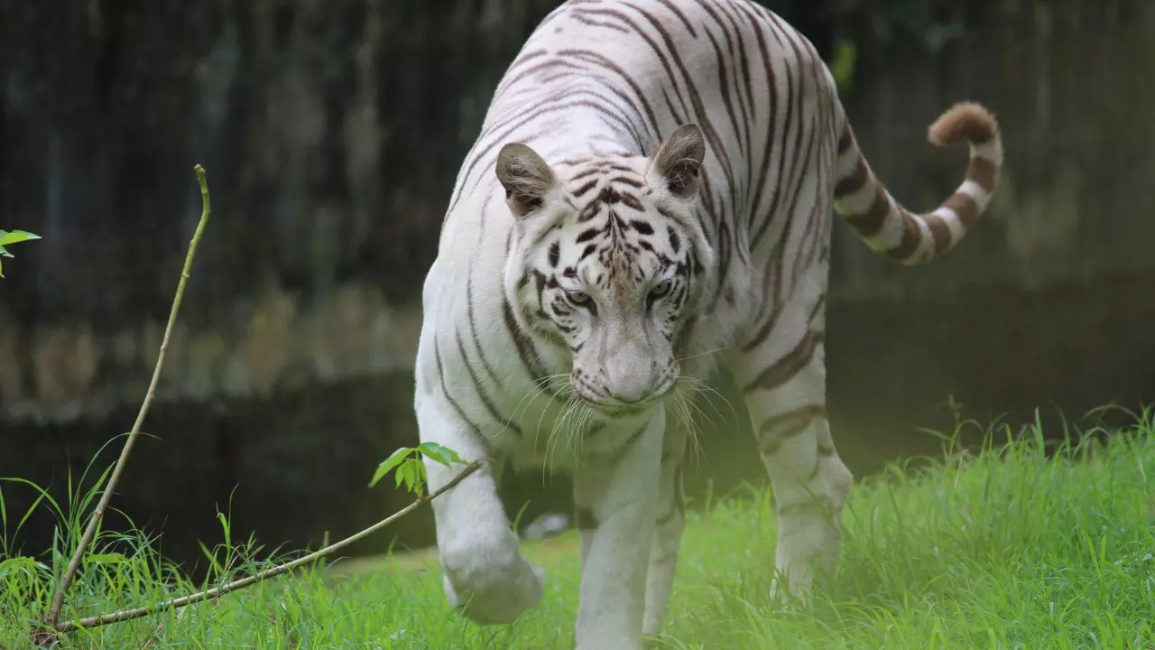Countrys oldest zoo in Kolkata gets Blue plaque heritage status Countrys oldest zoo in Kolkata gets Blue plaque heritage status