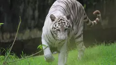 Countrys oldest zoo in Kolkata gets Blue plaque heritage status