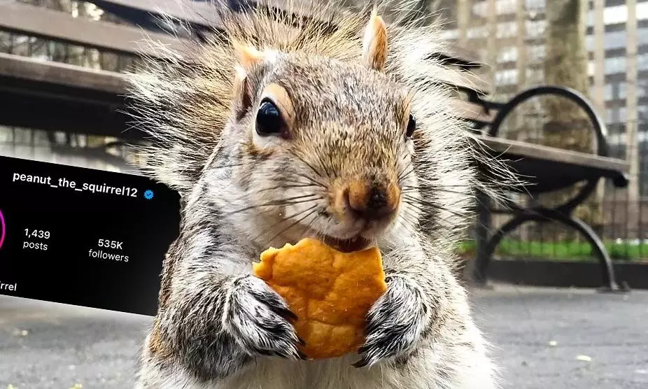 US: Beloved pet squirrel and Internet star Peanut euthanised; here’s why