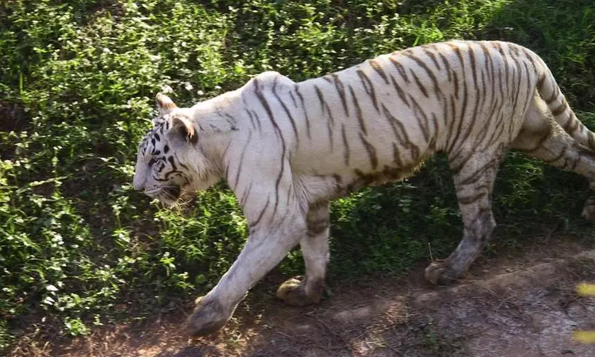 4 cubs born to white tigress Rupa at Nandankanan Zoo