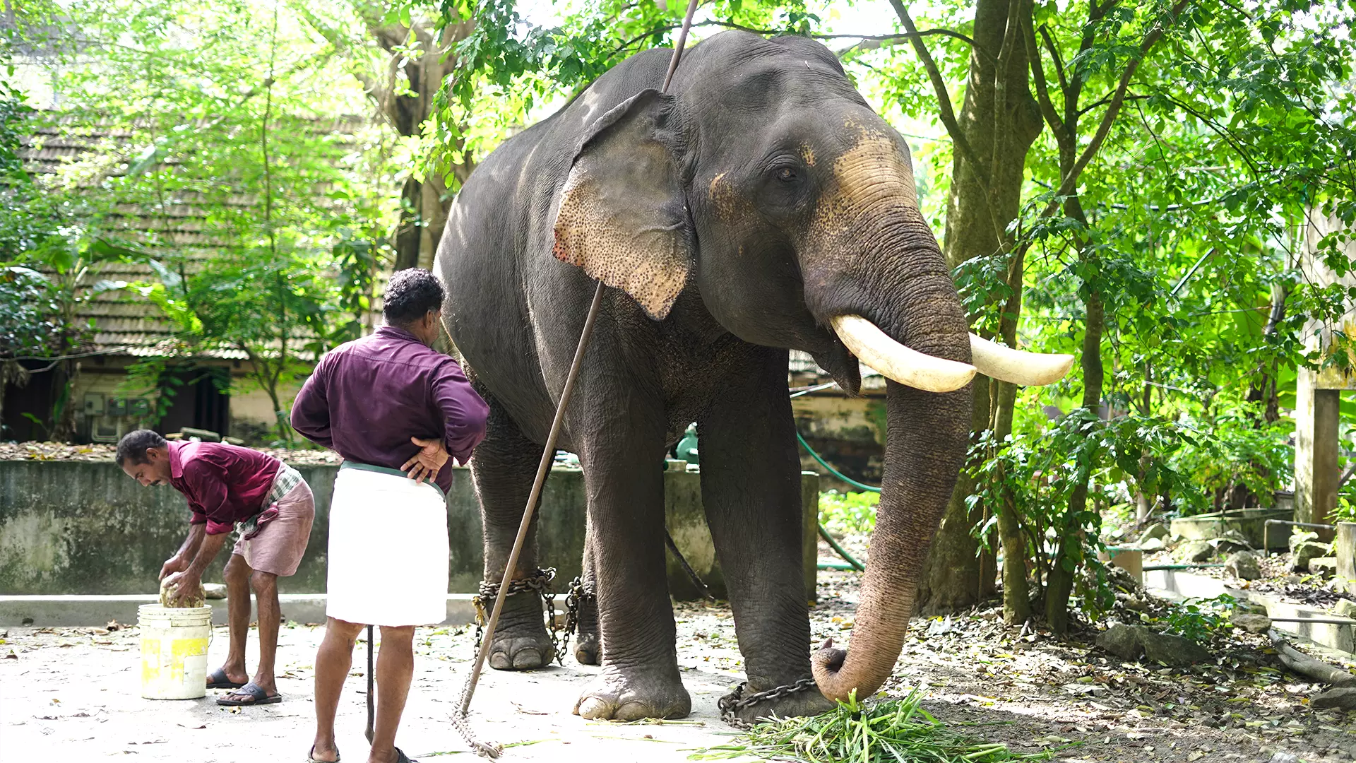 A still from Punnathoor Kotta elephant facility.