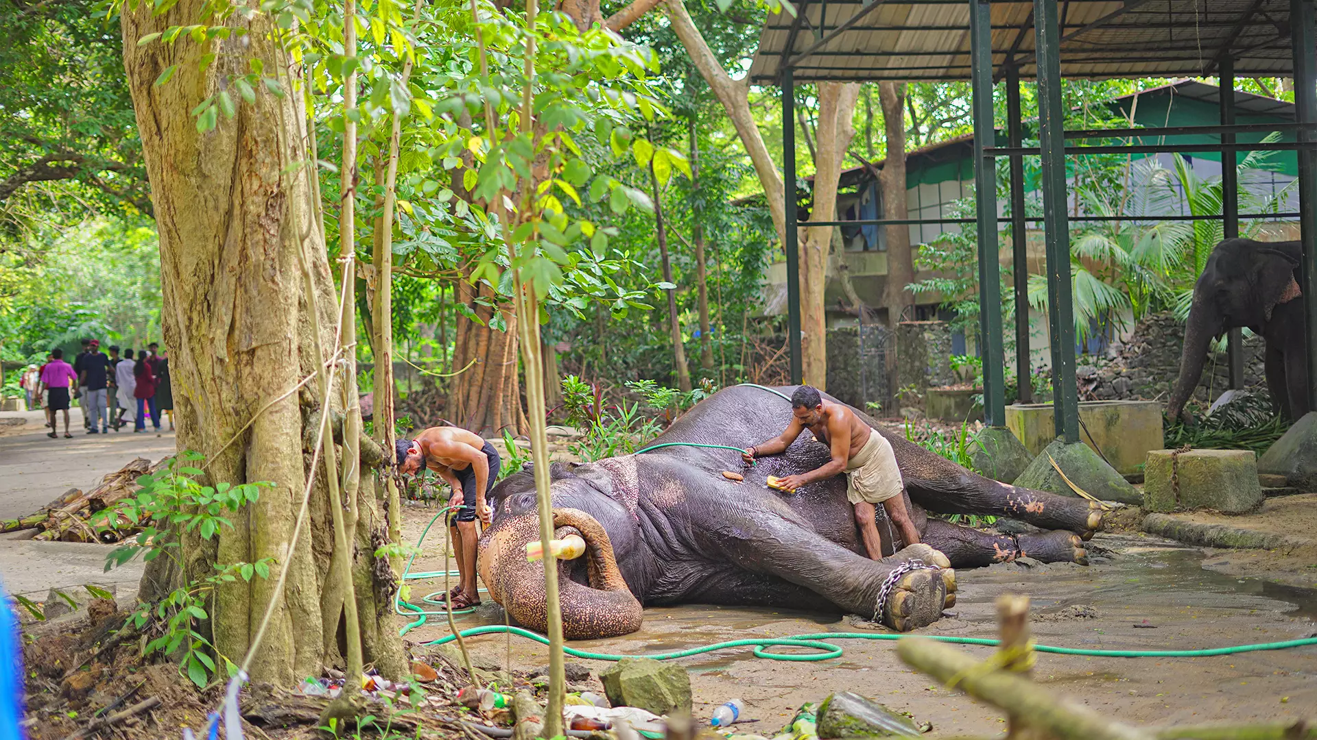 An elephant receives a cool spa.