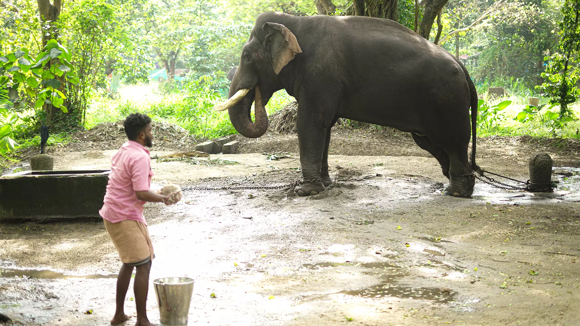 Feeding an elephant in musth. It is highly to dangerous to go near the jumbos during this phase.