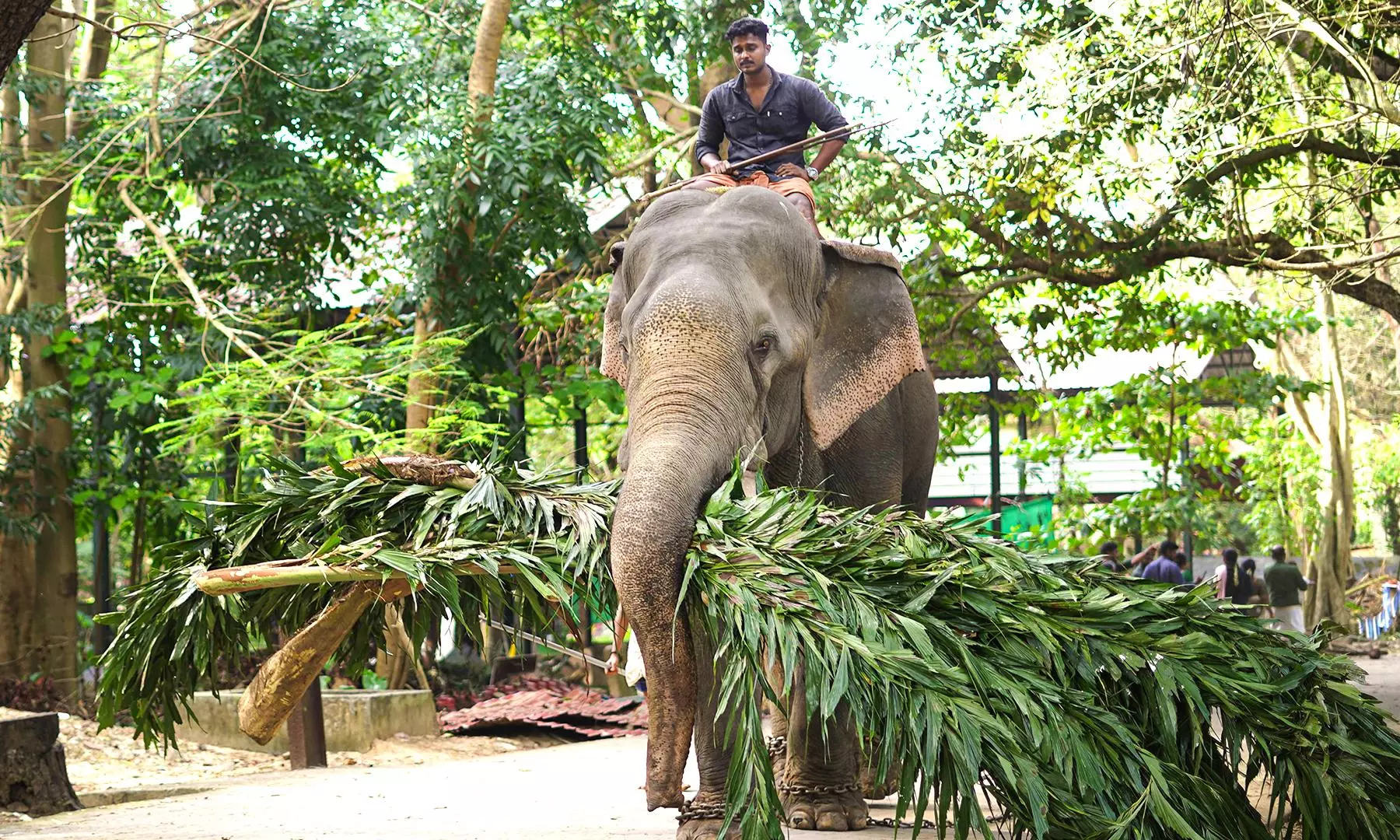 An elephant and his mahout returning after the feeding at the Punnathoor Kotta. Photo: Aman Saji Dominic