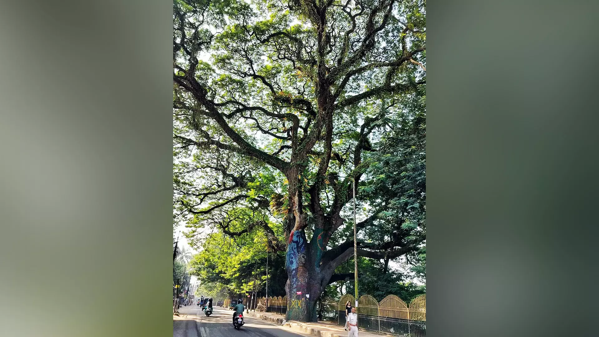 A peoples movement in Assams Guwahati saved this majestic tree near Dighalipukhuri.