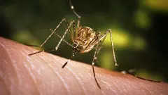 Delhi reports isolated case of Japanese Encephalitis