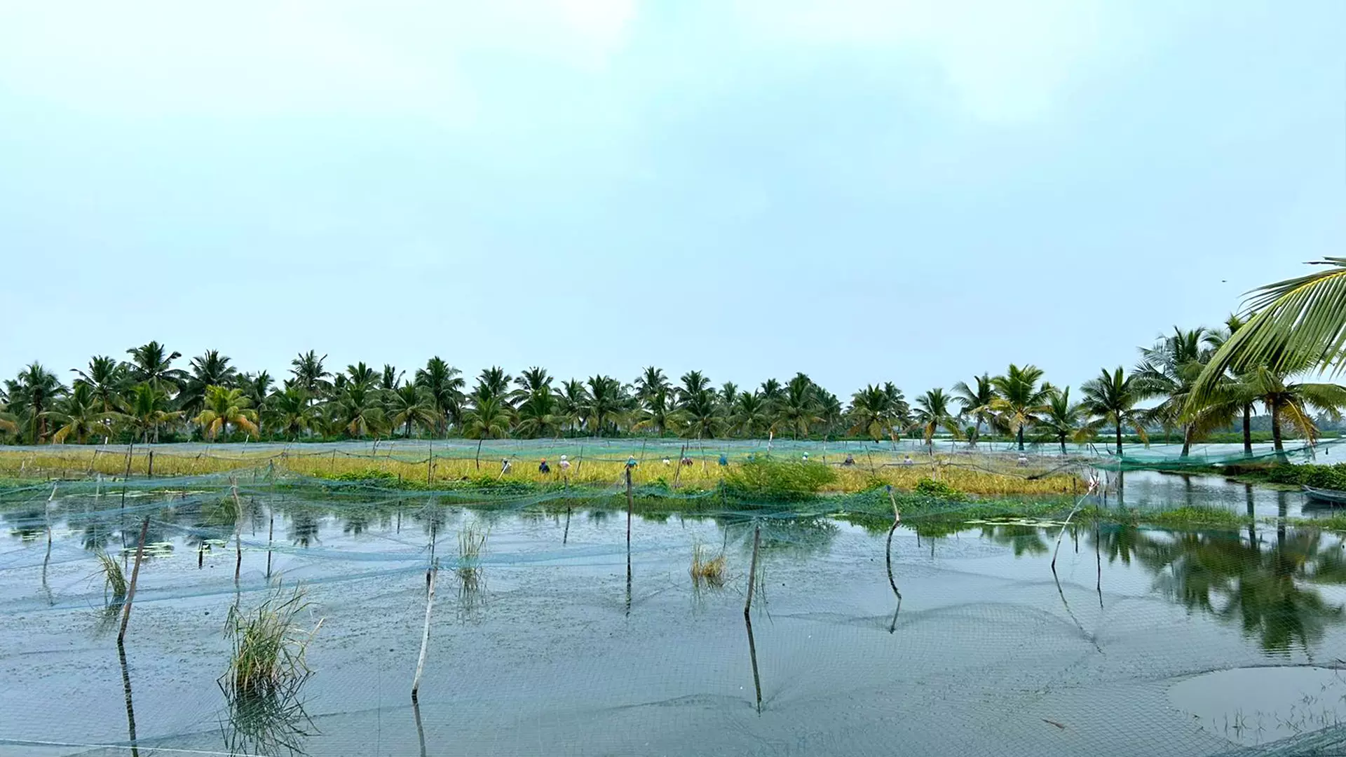 As it takes seven months for the pokkali rice to mature, the remaining five months are used for the cultivation of fish every year.