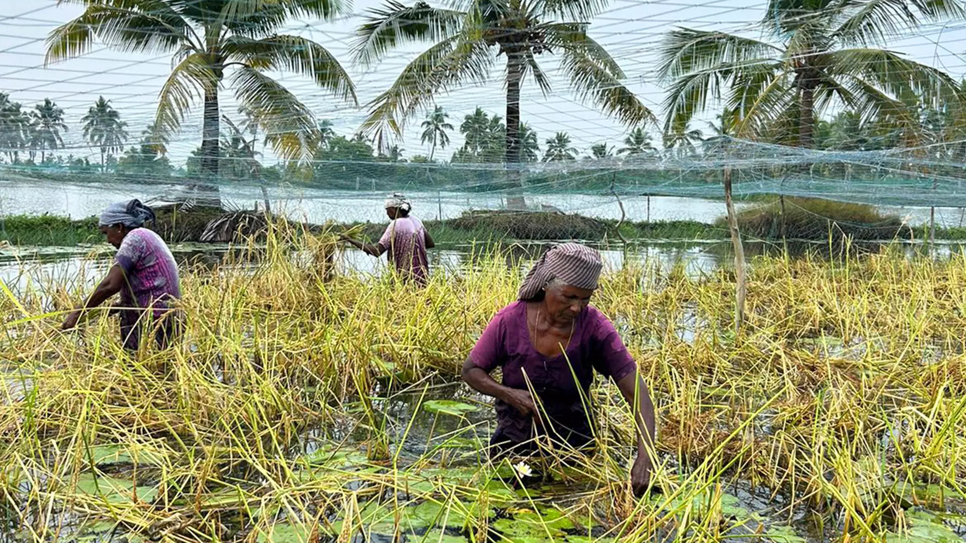 Pokkali cultivation is done during the monsoon, as heavy rains in the months of June-July bring down the salinity levels in the marsh, enabling germination of the pokkali paddy seeds.