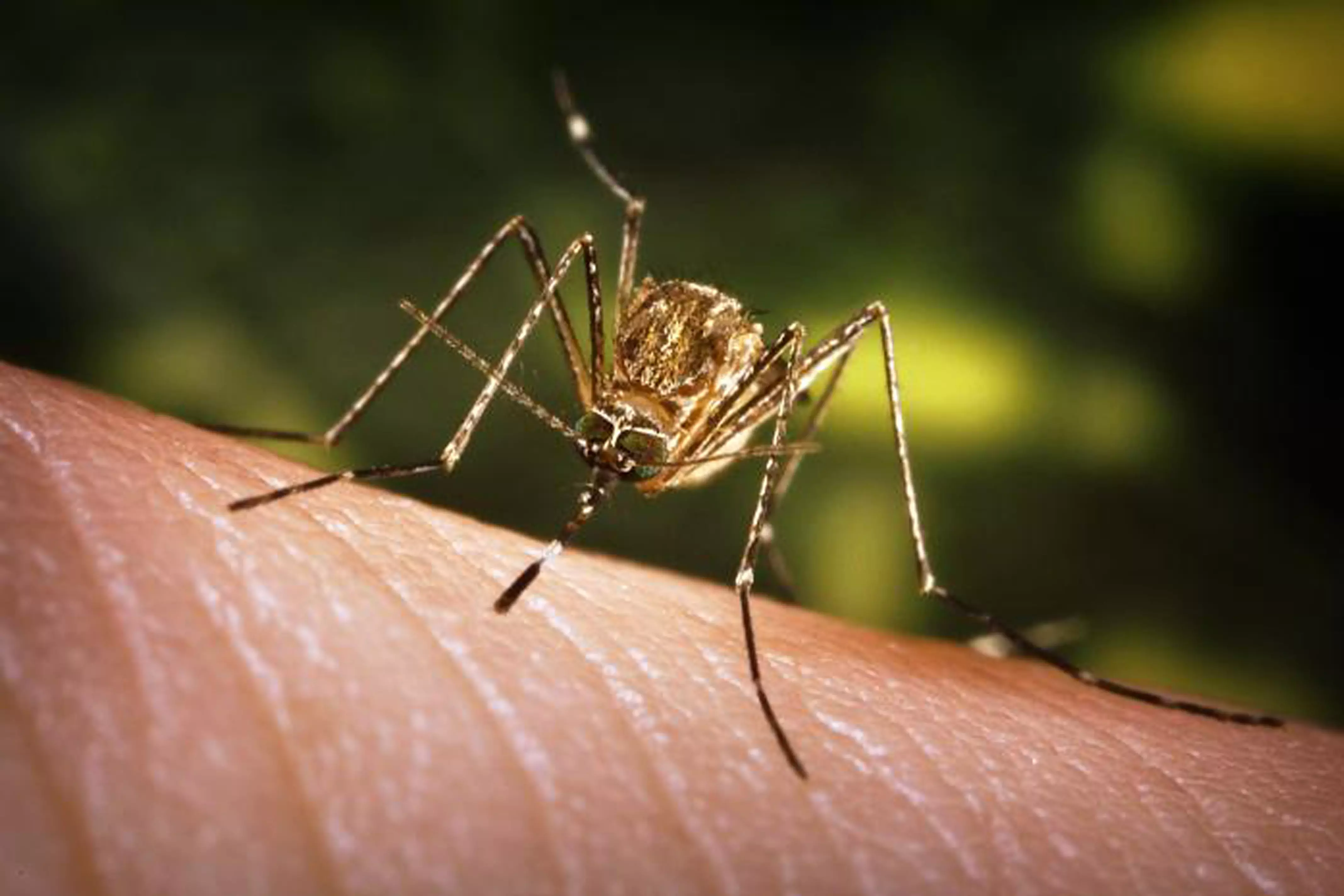 Delhi reports isolated case of Japanese Encephalitis