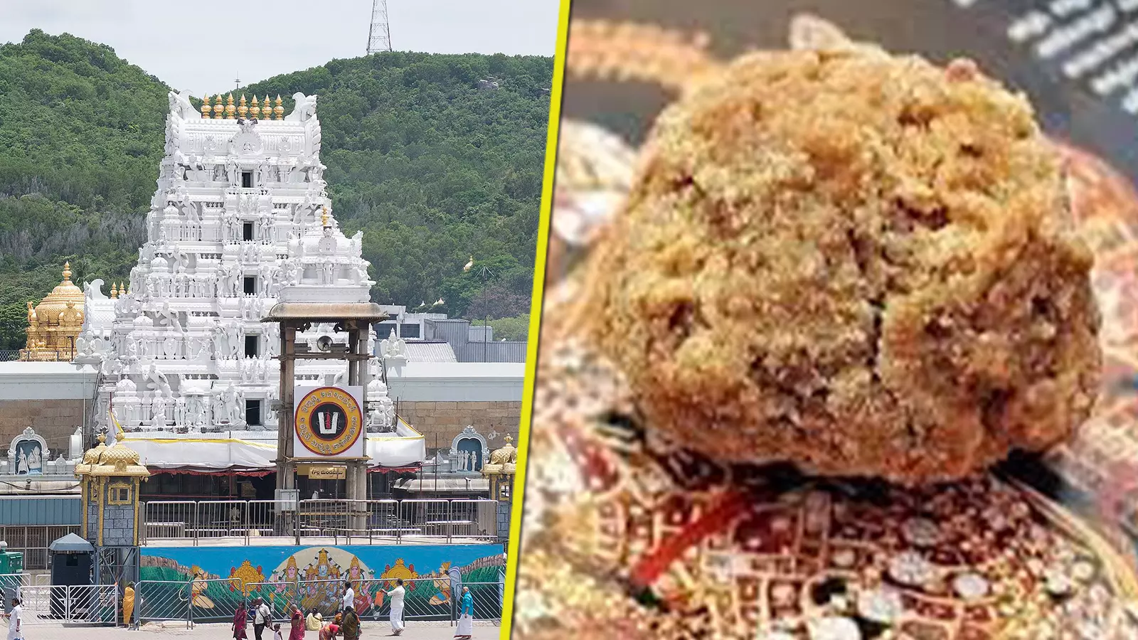 Laddu loyalty: Tirupati prasadam demand beats adulteration politics