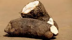 Yams, native to Africa, Asia, and the Americas, are cultivated for their starchy tubers in both temperate and tropical regions.