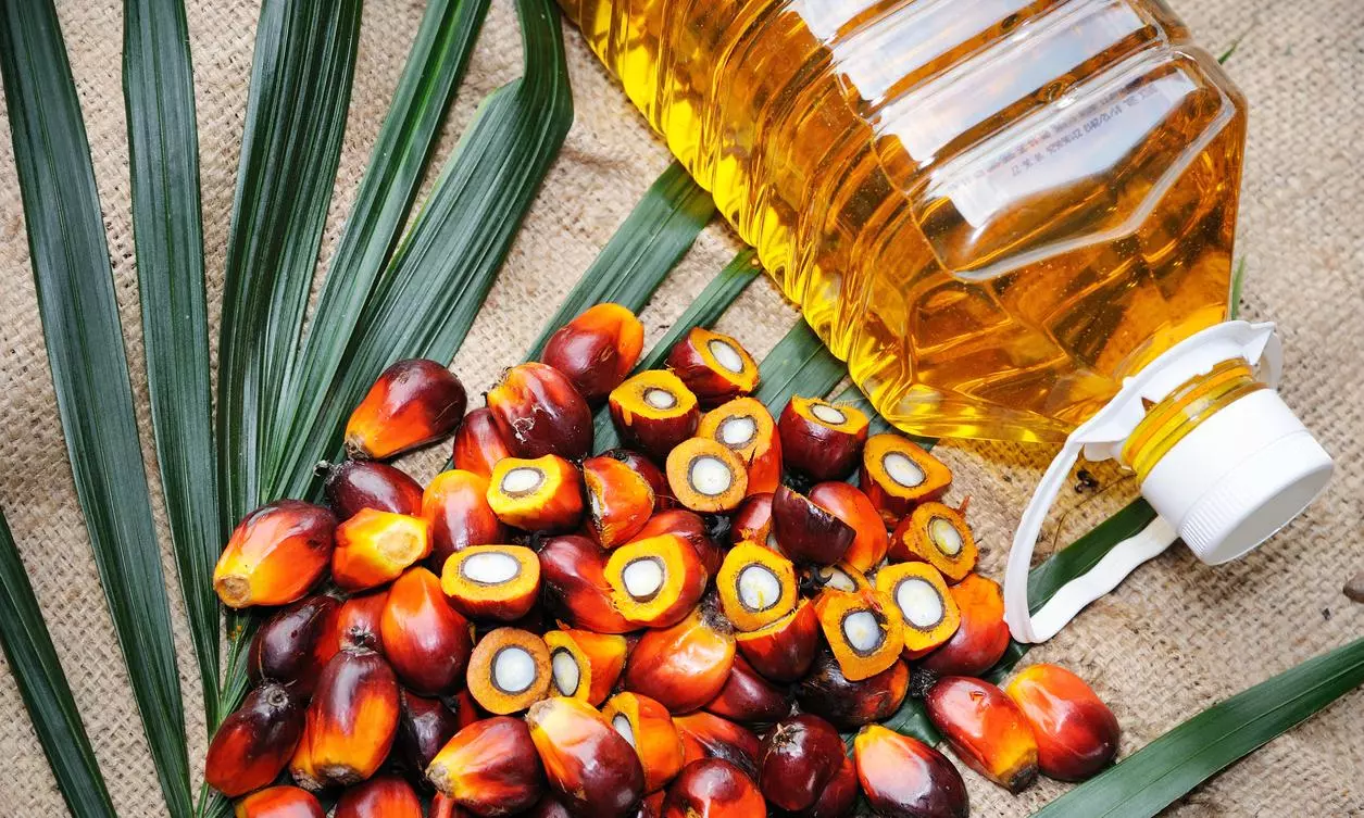 palm oil