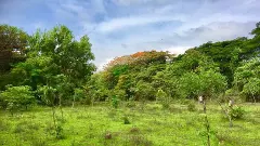 SC asks Maharashtra if more tree-cutting is planned in Aarey