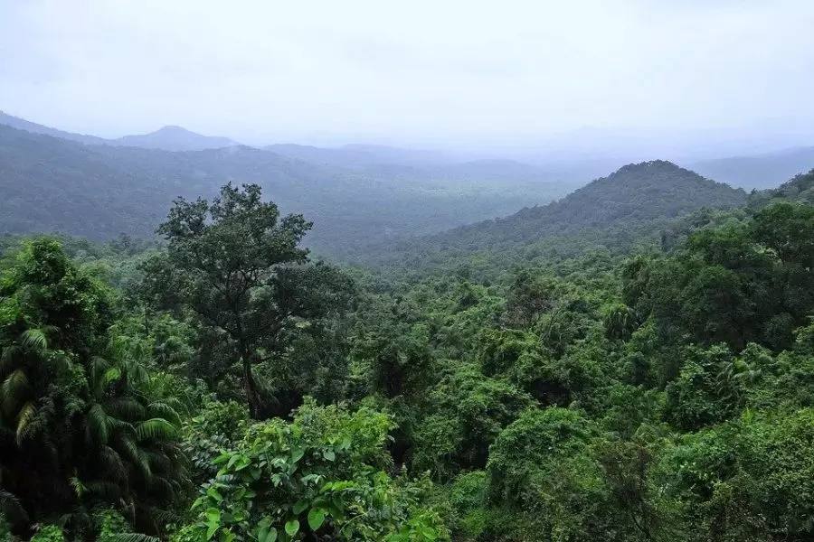 TN: Tigress found dead in Mudumalai forest, probe ordered