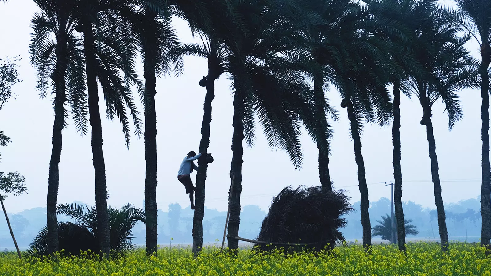 A shiuli climbs down a tree after collecting sap.