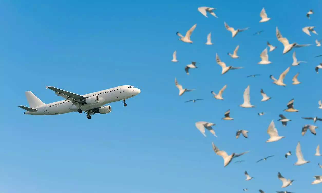 flight birds