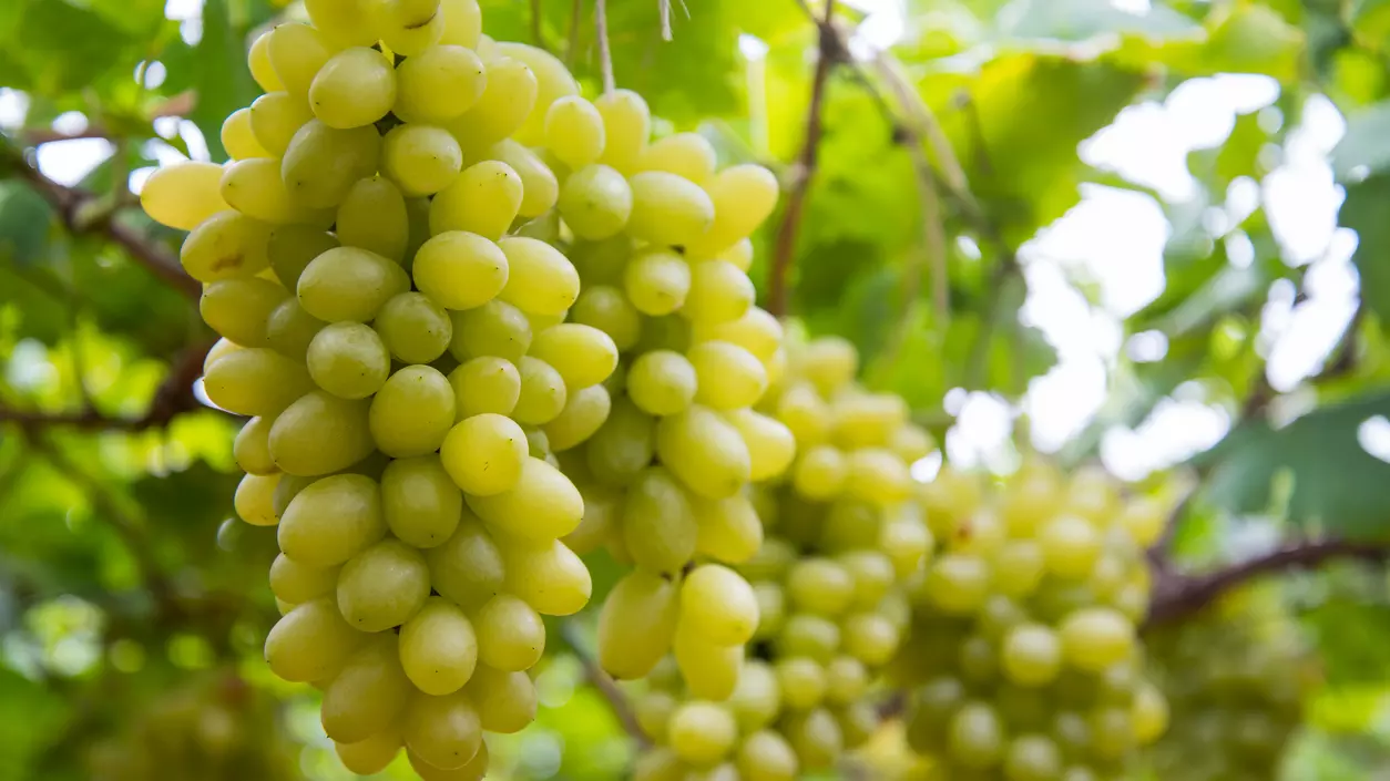 Grapes fly off shelves on New Year’s Eve thanks to Spanish ‘luck ritual’ craze