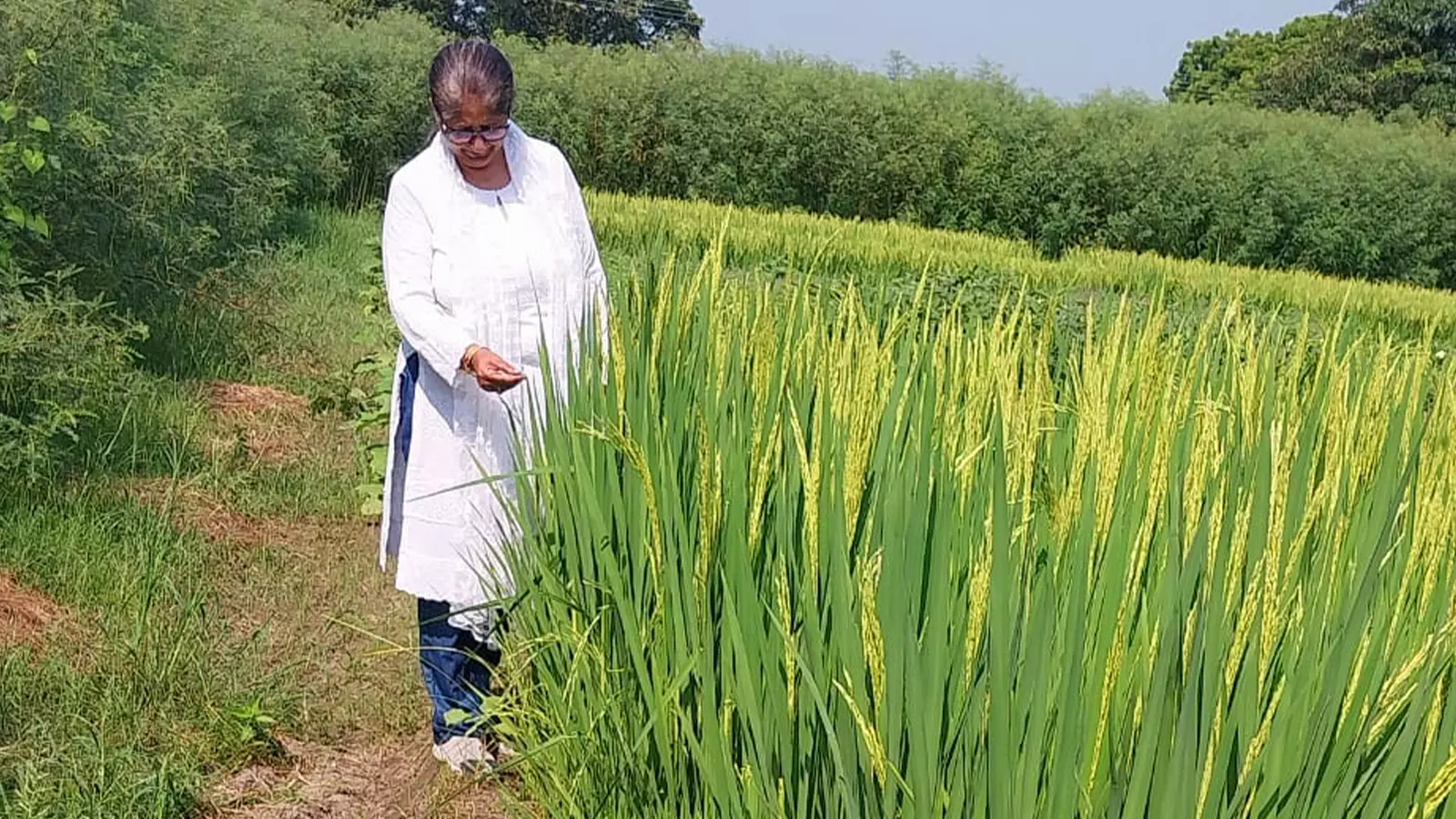 Herbal kunapajala being introduced on various kharif crops.