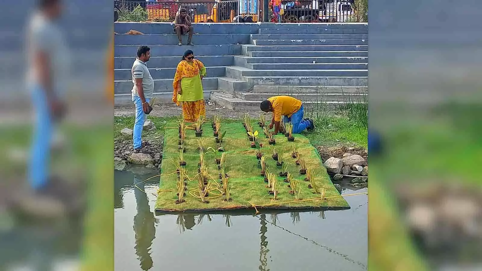 Vignesh grew Vetiver in contaminated soil and water.