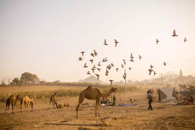 Pushkar is ideal for travellers who love colourful festivals and serene landscapes