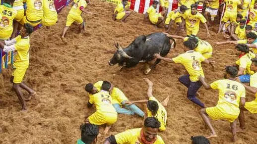 Jallikattu at Alanganallur in Madurai