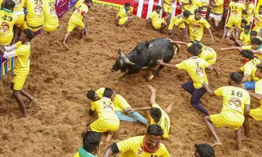 Jallikattu at Alanganallur in Madurai