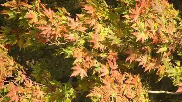 Kashmir: Chinar trees to be geo-tagged, equipped with unique code