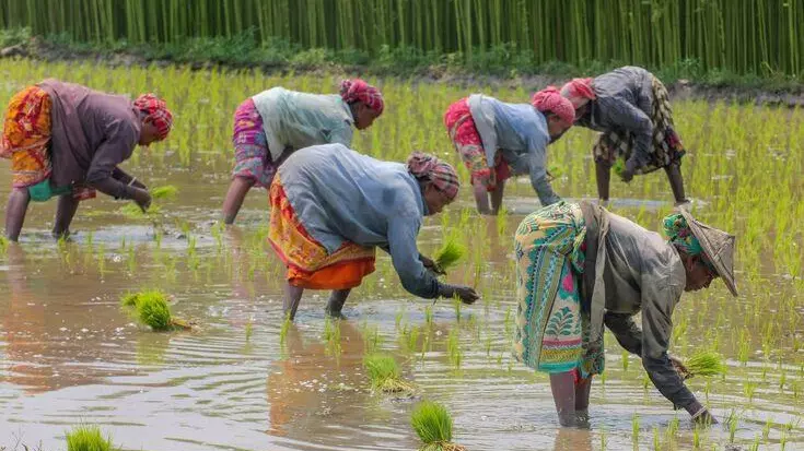 Why ration loss is pushing FPO directors to desperation, likely resignation