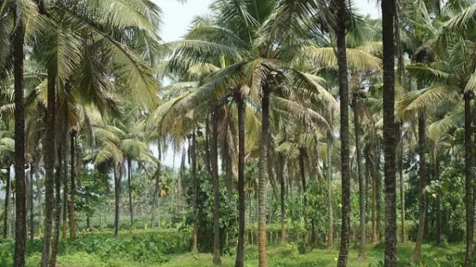 Karnataka overtakes Kerala in coconut production