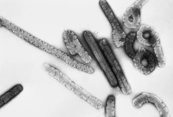 Marburg viurs, Ebola, Ghana