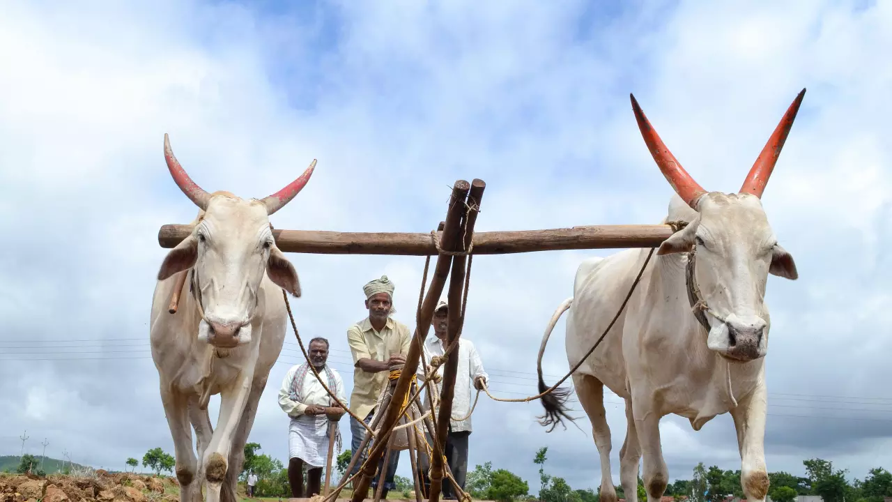 Union Budget, agriculture sector, agrarian distress, MSP