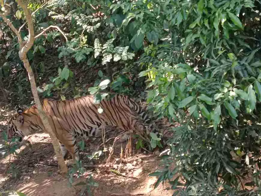 A tiger spotted in Wayanads human habitat in 2023.