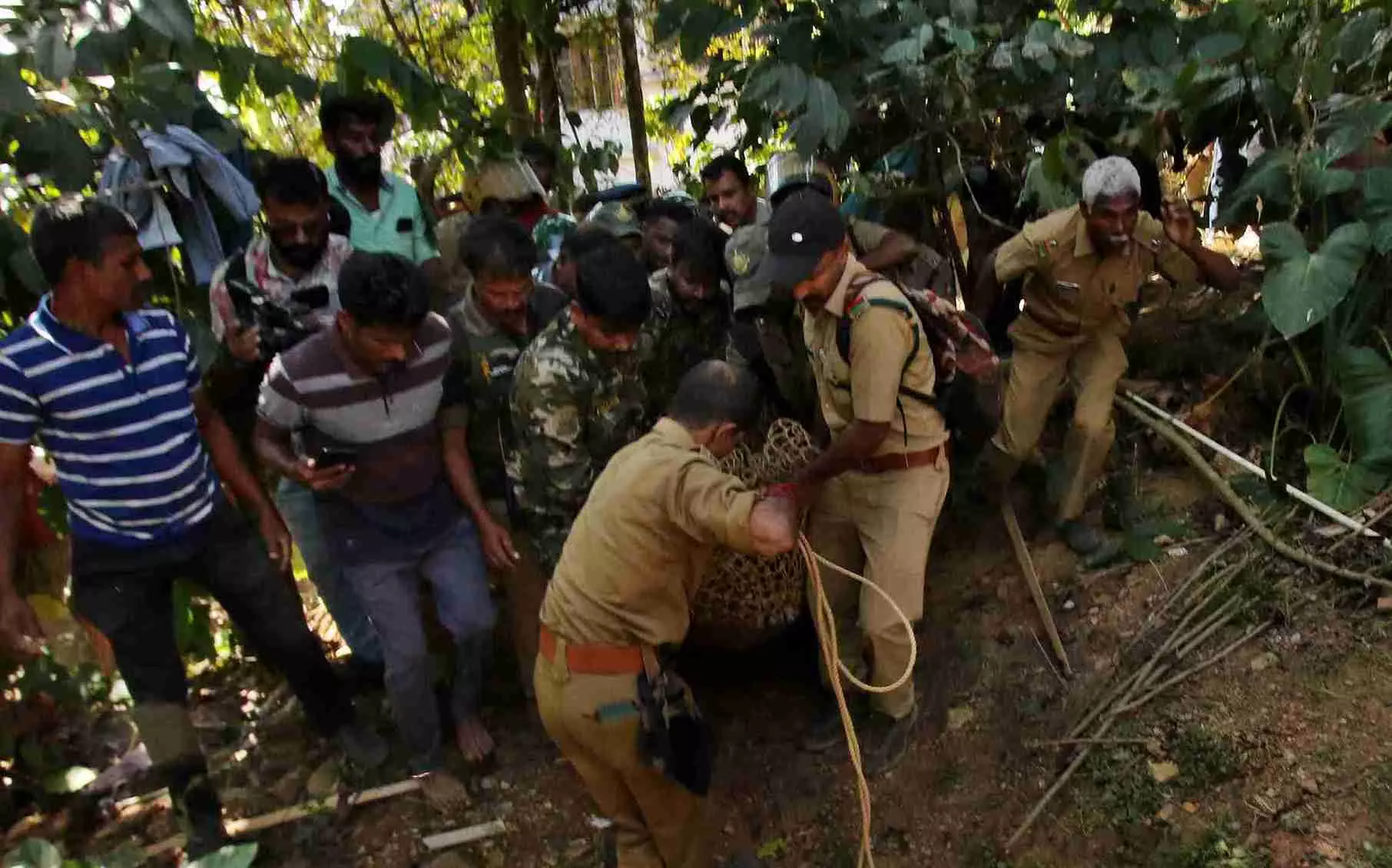 A big cat being tranquilised by forest officials.