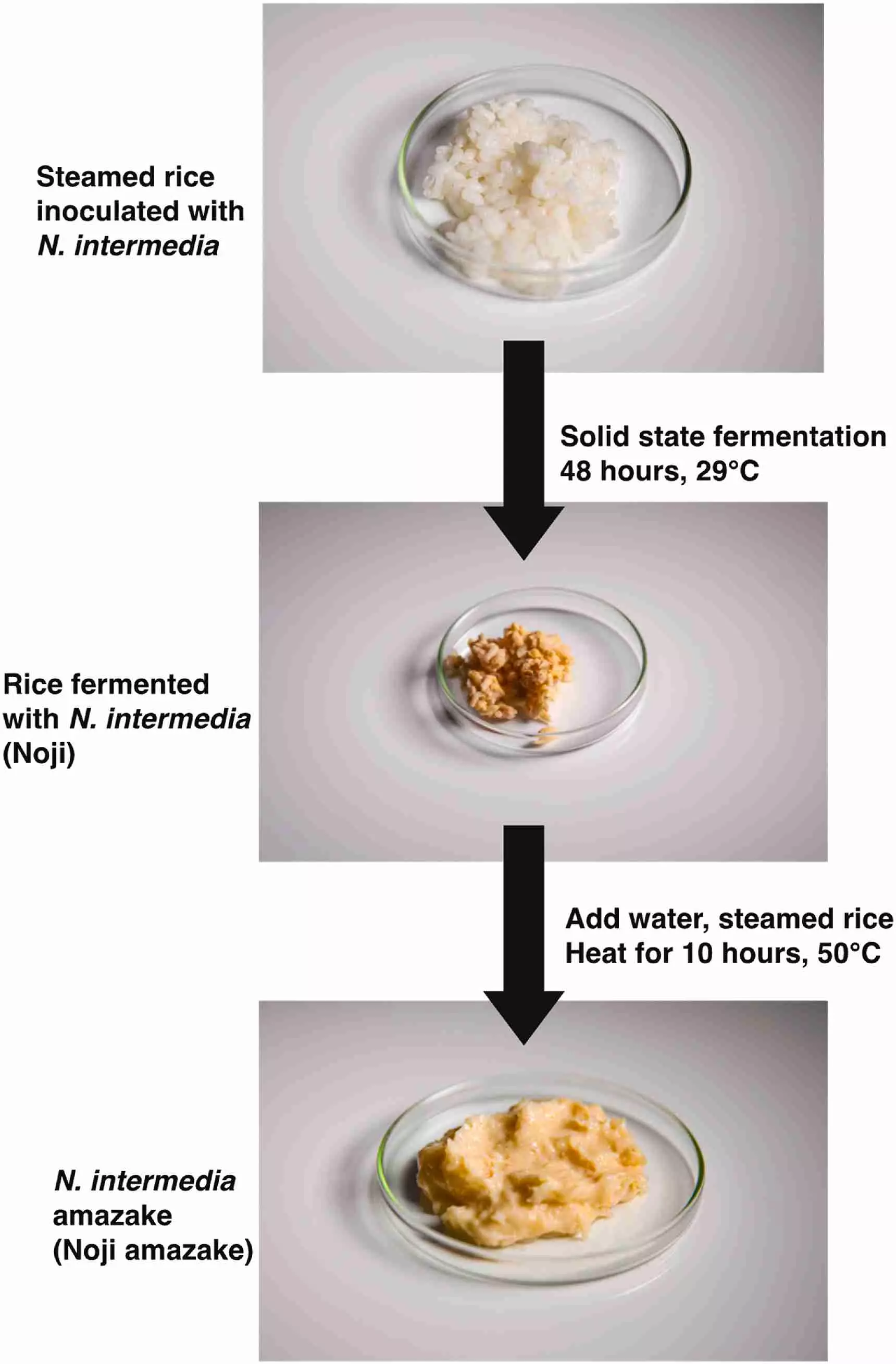 The process of preparing inoculated rice with Neurospora fungi.