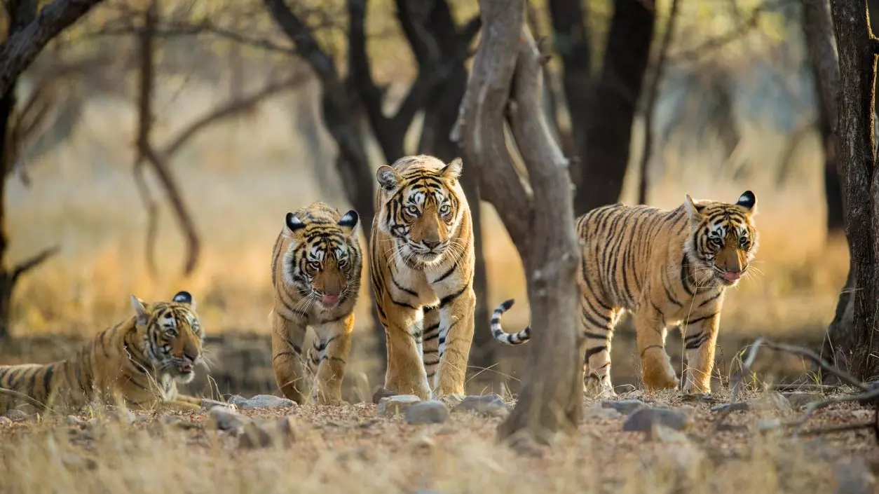 tigers