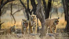 Tiger cubs in Wayanad killed in tiger attack, confirm forest officials