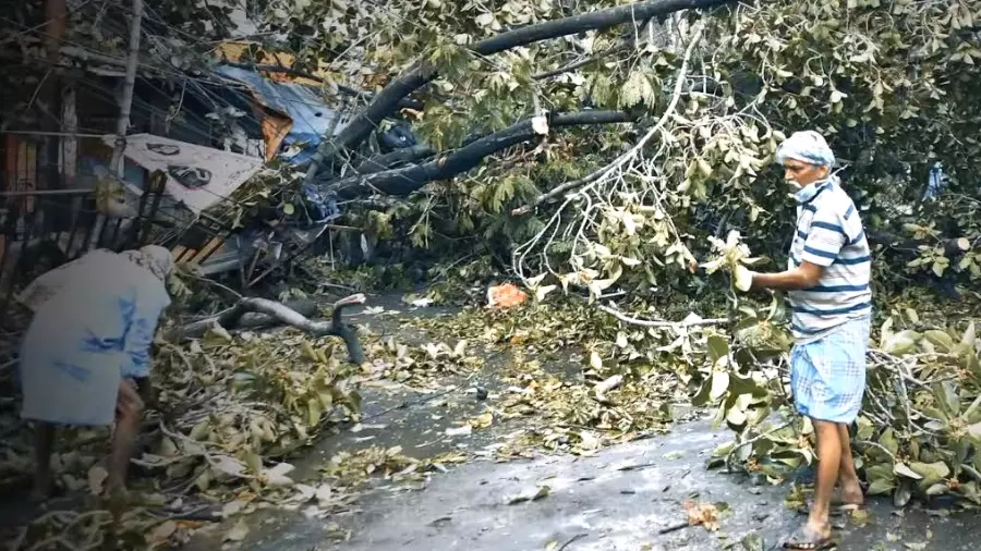 UP authorities neglect illegal felling of 980 trees in Greater Noida: NGT UP authorities neglect illegal felling of 980 trees in Greater Noida: NGT