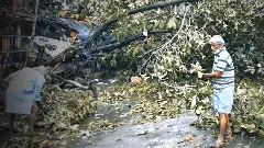 UP authorities neglect illegal felling of 980 trees in Greater Noida: NGT