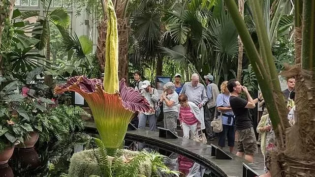 Australia holds its nose for 3rd rancid bloom of rare corpse plant