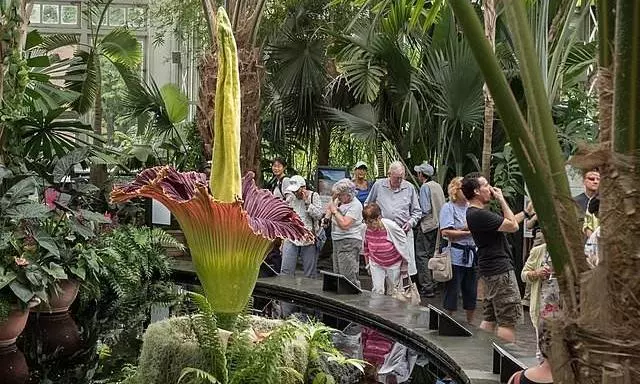 Australia holds its nose for 3rd rancid bloom of rare corpse plant