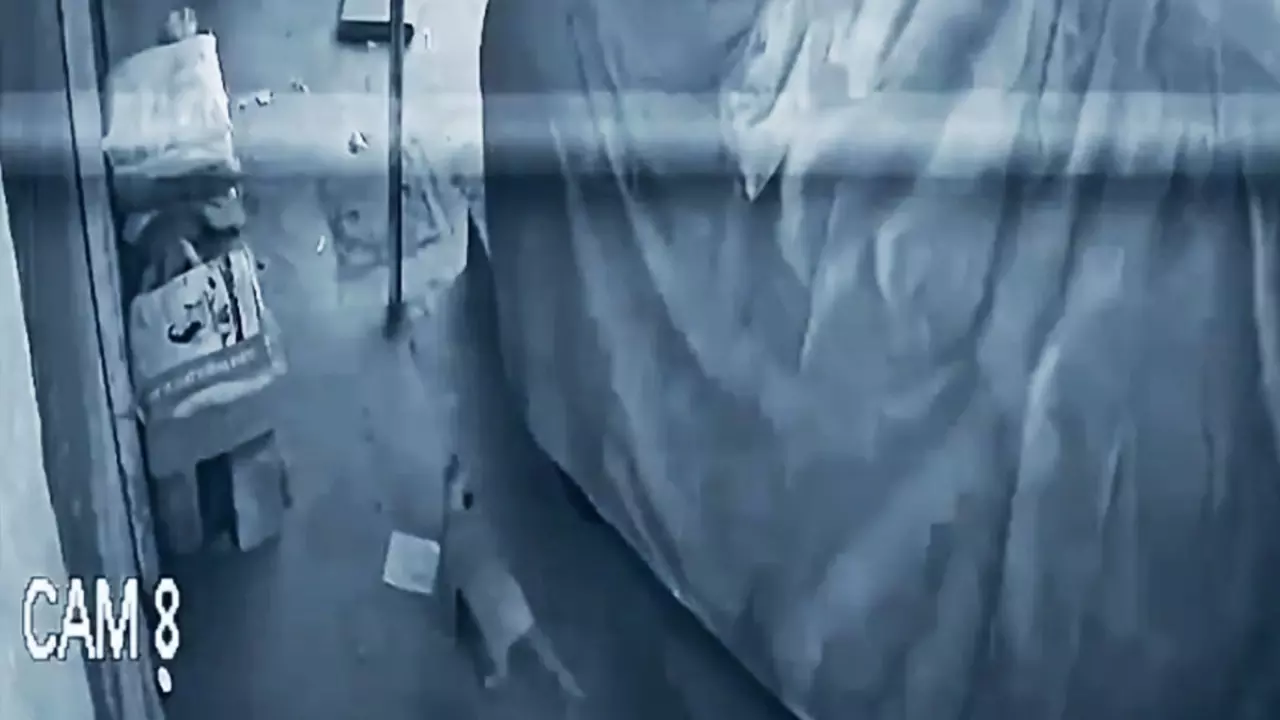 A grainy and blueish cctv footage screengrab of a cat with a piece of meat in its mouth crawling out from under a covered car as it strolls into the temple