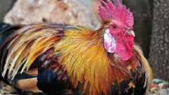 Kerala man complains against neighbour’s noisy rooster, and officials act