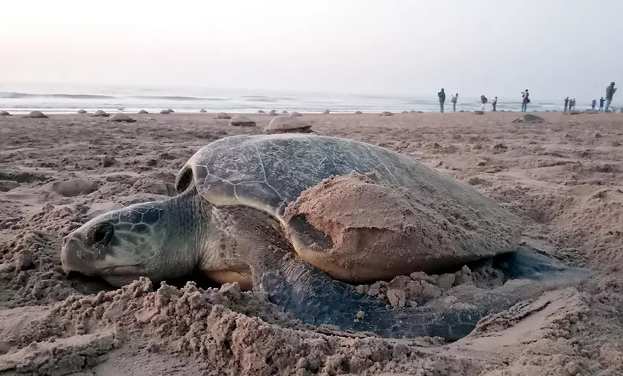 6.82 lakh olive ridley turtles arrive at Odishas Rushikulya for mass nesting