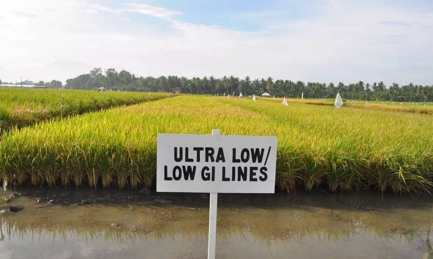 This rice variety could tackle diabetes epidemic in South India