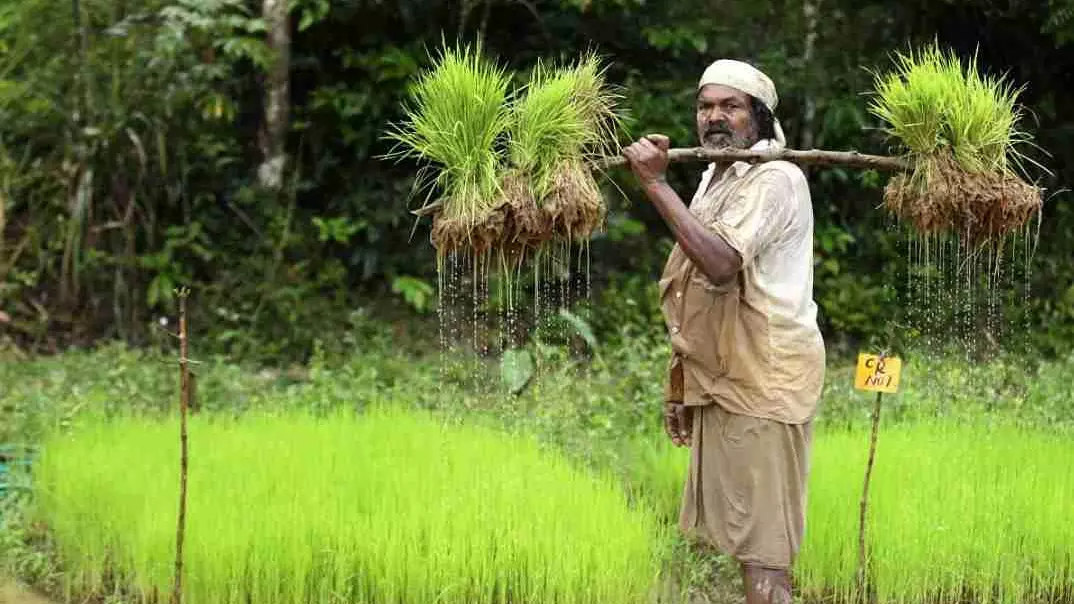 Why a tribal farmer has been collecting heirloom rice seeds for 25 years