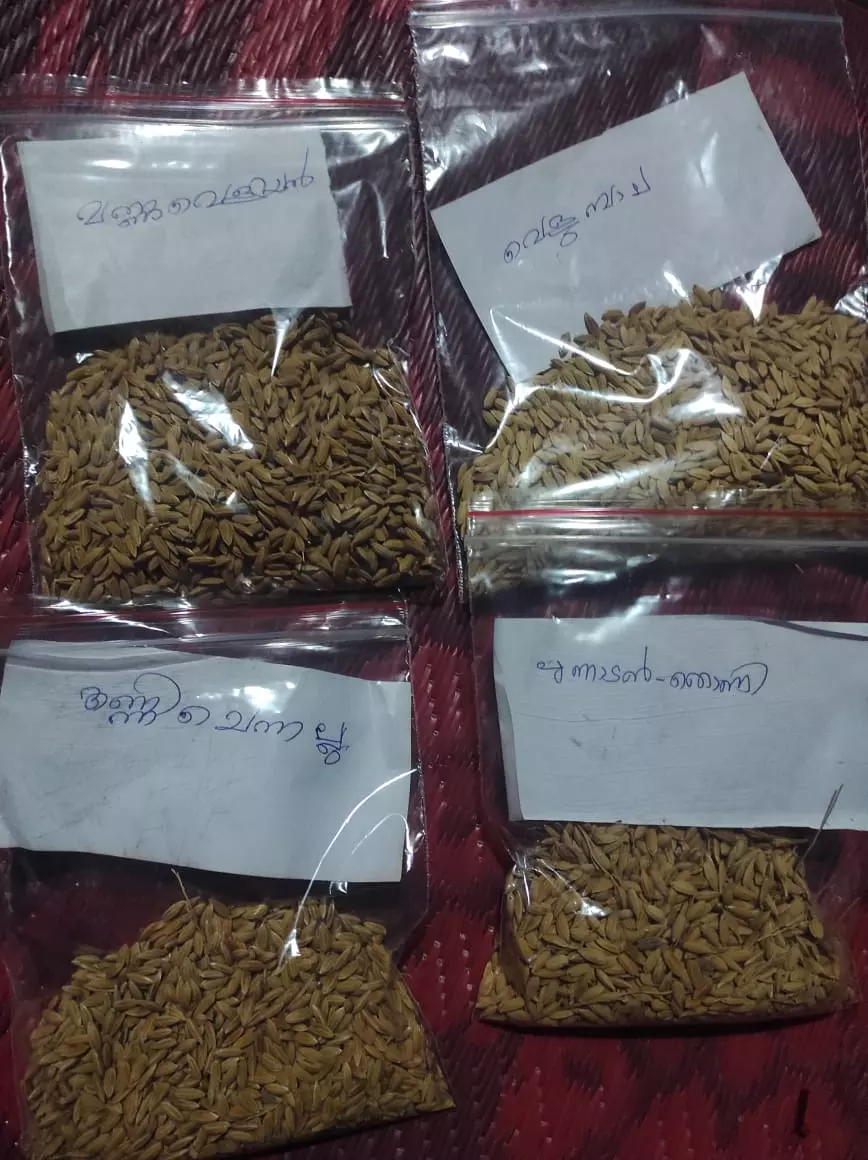 Some of the native seeds that Raman has preserved.